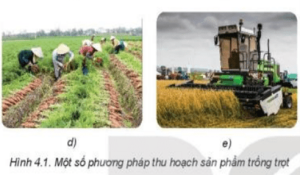 Giải Công nghệ 7 sách Kết nối, bài 4: Thu hoạch sản phẩm trồng trọt
