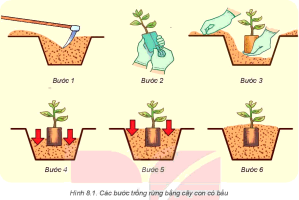 Giải Công nghệ 7 sách Kết nối, bài 8: Trồng, chăm sóc và bảo vệ rừng