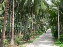 Tả cây dừa