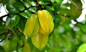 Tả cây khế