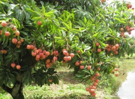 Tả cây vải
