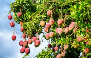 Tả cây xoài