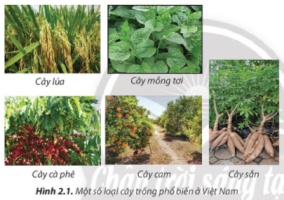 Giải Công nghệ 7 sách Chân trời, bài 2: Các phương thức trồng trọt ở Việt Nam