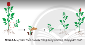 Giải Công nghệ 7 sách Chân trời, bài 4: Nhân giống cây trồng bằng phương pháp giâm cành