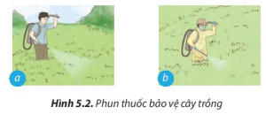 Giải Công nghệ 7 sách Chân trời, bài 5: Trồng và chăm sóc cây cải xanh