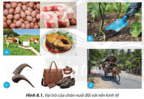 Giải Công nghệ 7 sách Chân trời, bài 8: Nghề chăn nuôi ở Việt Nam