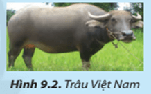 Giải Công nghệ 7 sách Chân trời, bài 9: Một số phương thức chăn nuôi ở Việt Nam