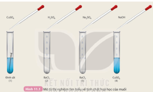 /assets/news/2024_06/hoat-dong-trang-50-khtn-8-ket-noi.png