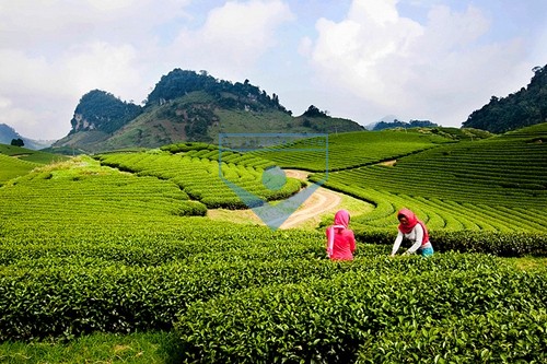 Cảnh sắc và hương vị đất nước: Cao nguyên Mộc Châu