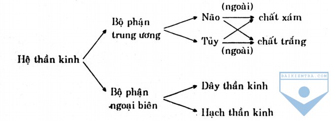 so do cau tao he than kinh