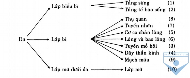 quan he bo phan da
