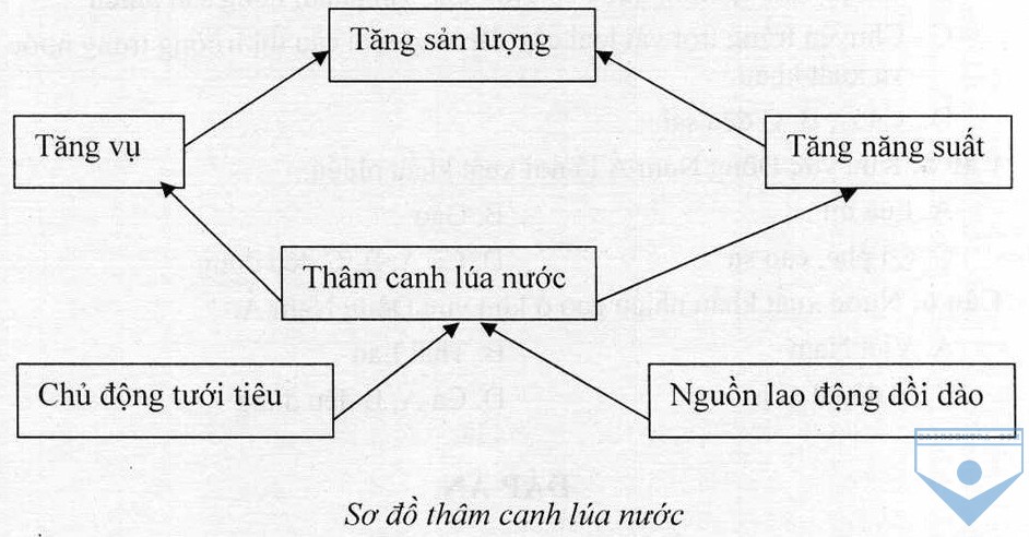 so do tham canh