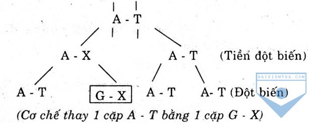 b1