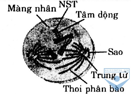 ki dau