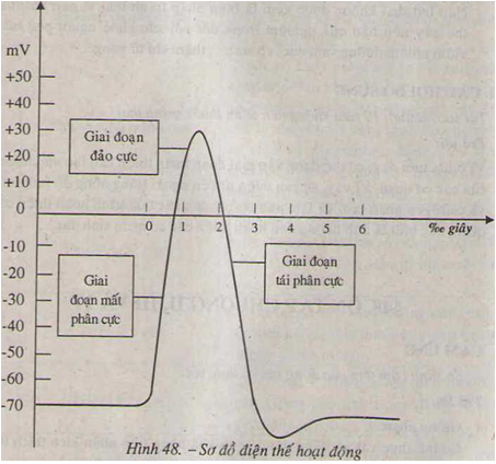 b48,1