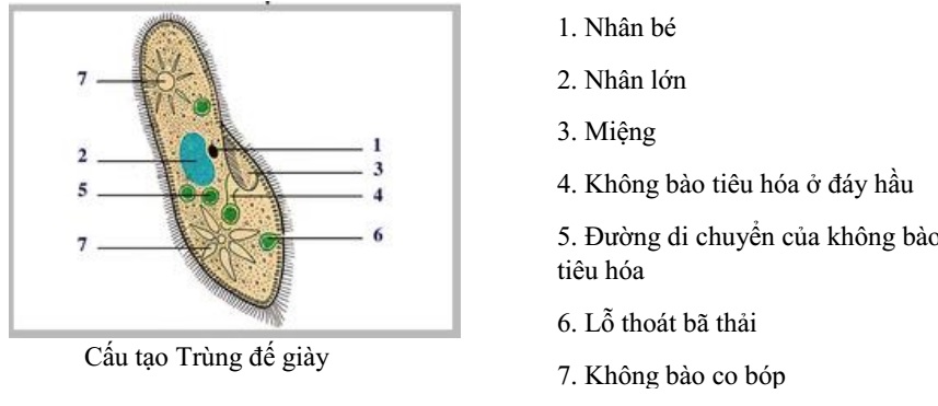 bai 2 trang 13 sgk sinh hoc 7