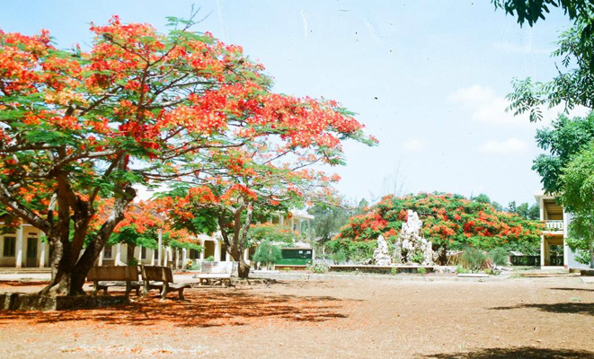 Tả hàng phượng và tiếng ve vào một ngày hè