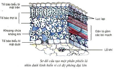 sd cau tao phan phien la
