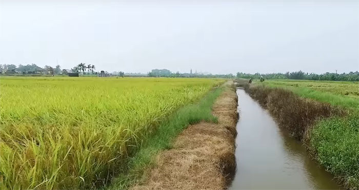 Tả cánh đồng quê em vào mùa lúa chín