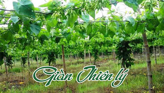 Miêu tả một giàn cây leo