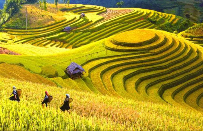 Tả thửa ruộng bậc thang vào mùa lúa chín