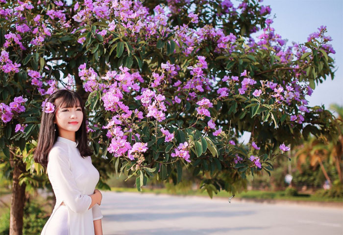 Viết về loài cây gắn liền với quê hương - Cây bằng lăng