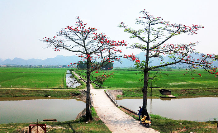 Nhớ quá hoa gạo tháng ba!