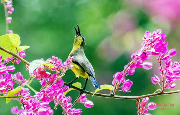 Phân tích bài thơ Mùa Xuân Nho Nhỏ - Thanh Hải