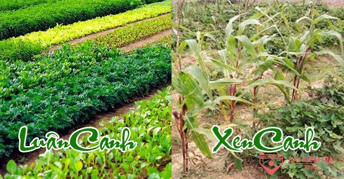 Vì sao nói luân canh là cho đất tăng độ phì nhiêu, còn xen canh là sử dụng hợp lý đất