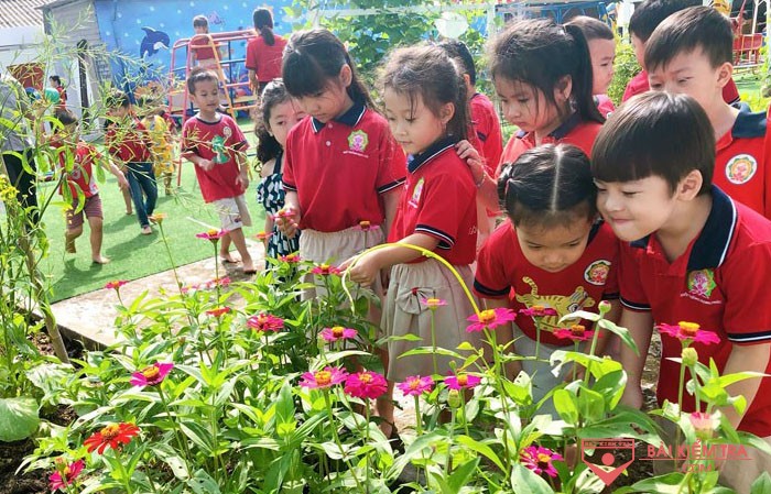 Chủ đề nhánh: Cây xanh quanh bé, ngày thứ năm