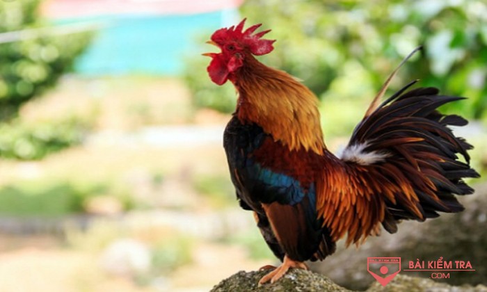 Tả con vật nuôi mà em yêu thích (con gà trống)
