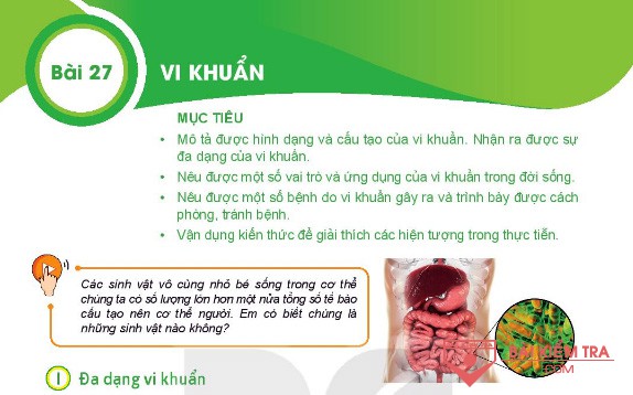 Giải bài tập Khoa học tự nhiên 6, Bài 27. Vi Khuẩn