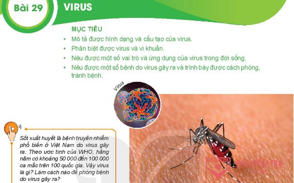Giải bài tập Khoa học tự nhiên 6, Bài 29. Virus