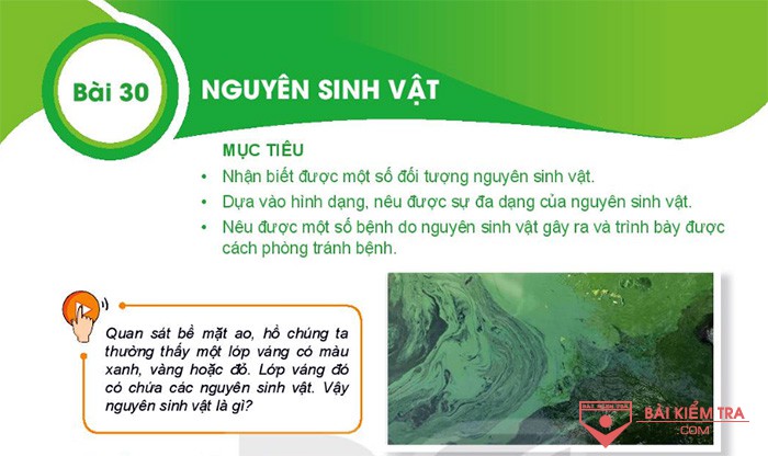 Giải bài tập Khoa học tự nhiên 6, Bài 30. Nguyên sinh vật