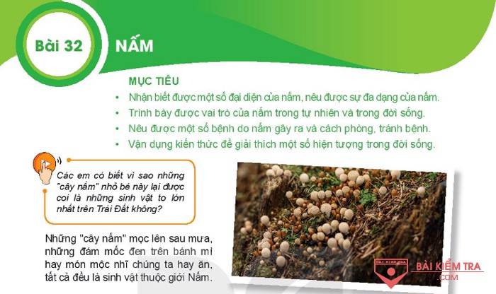 Giải bài tập Khoa học tự nhiên 6, Bài 32. Nấm