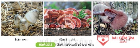 hinh 33