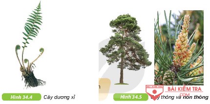 hinh 34