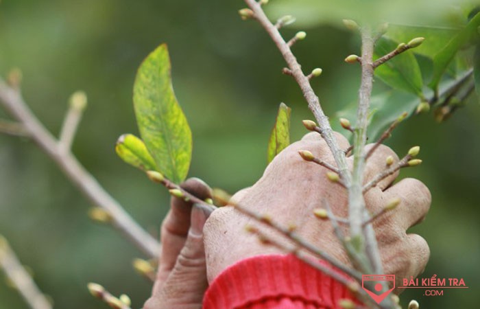 Suy nghĩ của anh (chị) về câu nói: “Không nỗi đau rứt lá, sao làm nổi nhành mai”