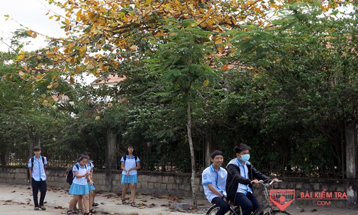 loai cay em yeu   cay bang