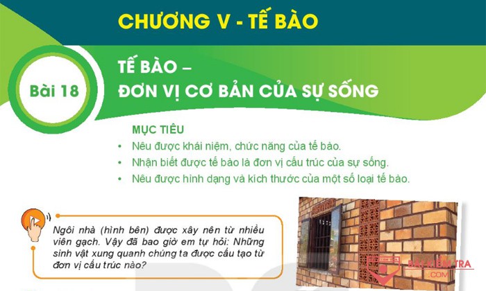 Giải bài tập Khoa học tự nhiên 6, Bài 18. Tế bào – Đơn vị cơ bản của sự sống