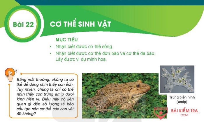 Giải bài tập Khoa học tự nhiên 6, Bài 22. Cơ thể sinh vật