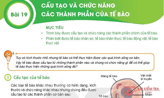 Giải bài tập Khoa học tự nhiên 6, BÀI 19: CẤU TẠO CHỨC NĂNG CỦA CÁC THÀNH PHẦN CỦA TẾ BÀO
