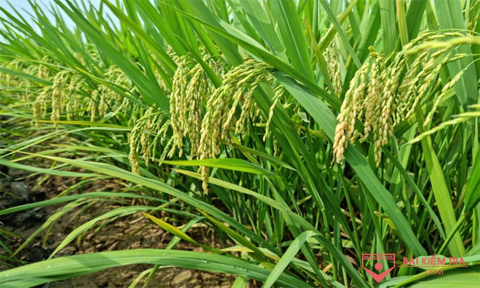 Thuyết minh về cây lúa Việt Nam