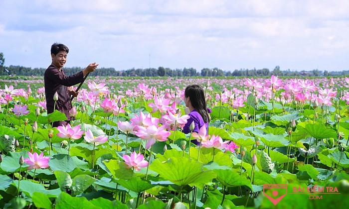 Thuyết minh hoa sen trong cuộc bình chọn quốc hoa