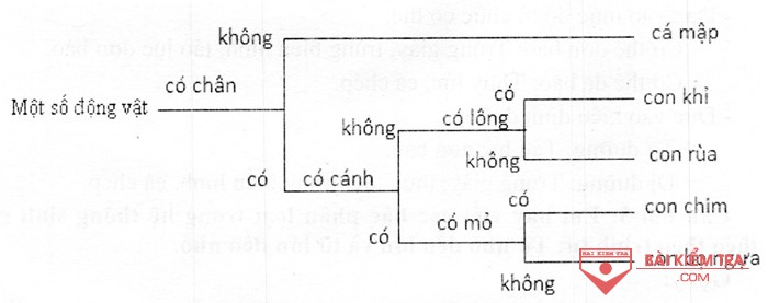 khoa luong phan