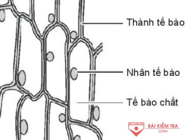 te bao hanh