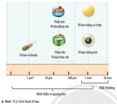 https://i.vdoc.vn/data/image/2022/09/19/hinh-17-2-khtn-ctst.png