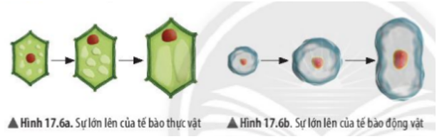 https://i.vdoc.vn/data/image/2022/09/19/hinh-17-6a-17-6b-khtn-ctst.png