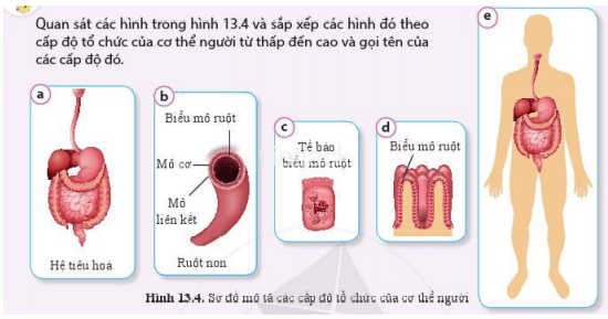 https://i.vdoc.vn/data/image/2023/11/27/quan-sat-cac-hinh-trong-hinh-13-4-va-sap-xep-cac-hinh.png
