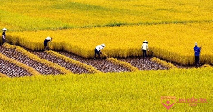 Tả một hình ảnh thiên nhiên tươi đẹp được em lưu giữ trong kí ức